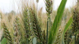 春小麦产量低的原因