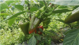 甜椒种植如何冲肥