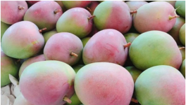 苹果芒价格多少钱一斤？种植前景如何？