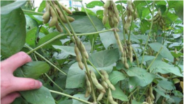 大豆重茬减产防治措施