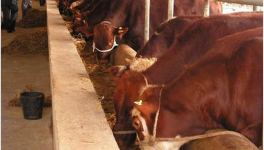 国家养牛补贴政策2021标准一头多少钱？