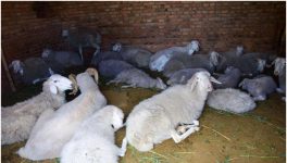 羊接种疫苗时的注意事项