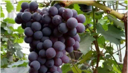 蜜光葡萄市场价格多少钱一斤？蜜光葡萄种植前景分析