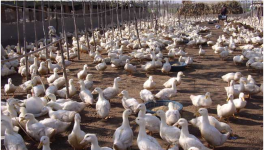 肉鸭养殖成本和利润