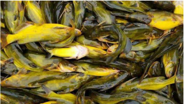 黄颡鱼养殖的要点