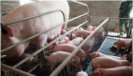 母猪受胎率低的原因
