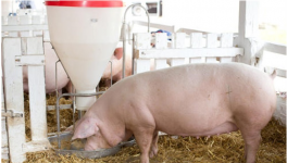 提高猪饲料利用率的措施