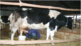奶牛乳房炎发病原因及防治方法
