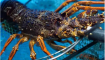 巨型淡水龙虾多少钱一斤？巨型淡水龙虾养殖前景分析