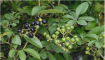 乌蔹莓的栽培技术