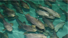 淡水石斑鱼的饲养管理