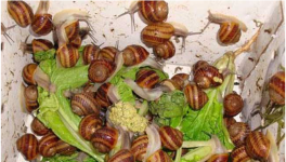 养殖蜗牛如何提高成活率