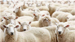 影响肉羊养殖效益的因素