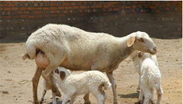 如何提高母羊受胎率