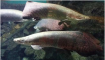 巨骨舌鱼的养殖技术