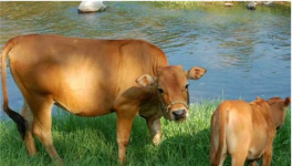 母牛不孕的原因及解决措施