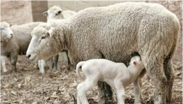母羊配种方法