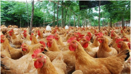 肉鸡养殖产量低该怎么办