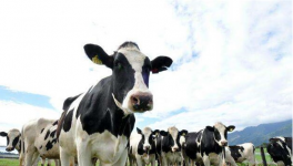 奶牛养殖常见的几大误区