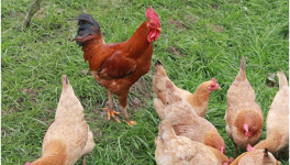 夏季柴鸡养殖技术