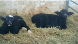 奶水牛犊提高育成率的方法