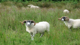 羊疥癣病的危害及防治