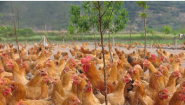 养鸡为什么要补充维生素？肉鸡补充维生素的几个