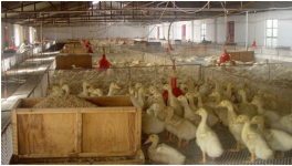 肉鸭养殖各生长期对温度的要求