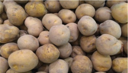 秋季土豆什么时候种植