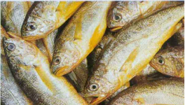 2021黄花鱼价格多少钱一斤？养殖黄花鱼能赚钱么？