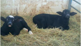 奶水牛犊提高育成率的方法