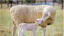 母羊在产后出现瘫痪的现象怎么办？