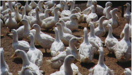 提高肉鸭养殖效率的六个小技巧