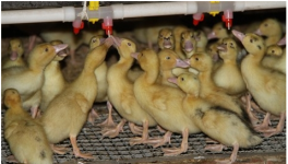 肉鸭发酵床养殖技术详解