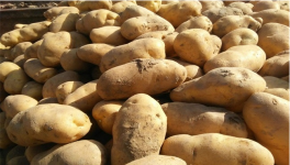 土豆贮藏新技术