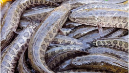一亩黑鱼养殖成本利润是多少？