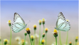 梦见追捕蝴蝶是什么意思？
