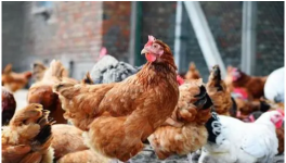 冬季肉鸡养殖应注重通风换气