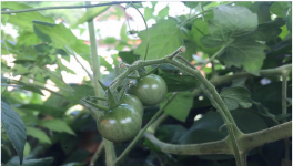 种植西红柿赚钱吗？种植前景如何？