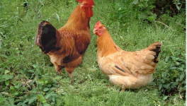 河田鸡价格多少钱一斤？养殖前景如何？