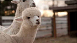 羊驼饲养与管理方法