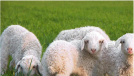 肉羊品种养殖有何养殖优势？