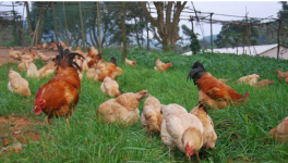 土鸡养殖技术 提高散养土鸡的成活率的方法