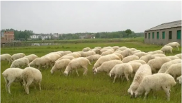 湖羊养殖技术要点
