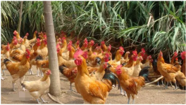 林地养鸡的疾病防治 林地养鸡应注意的几个问题