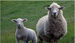 梦见羊头是什么意思？