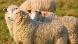 养殖肉羊舍饲如何进行疾病预防