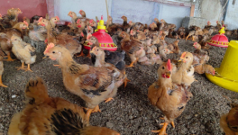 肉鸡养殖生产中种蛋的管理技术 孵化过程中种蛋