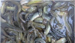 2021年泥鳅价格多少钱一斤？泥鳅养殖前景分析