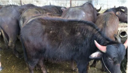 奶水牛犊牛期饲养管理技术